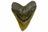 Serrated, Fossil Megalodon Tooth - North Carolina #378024-1